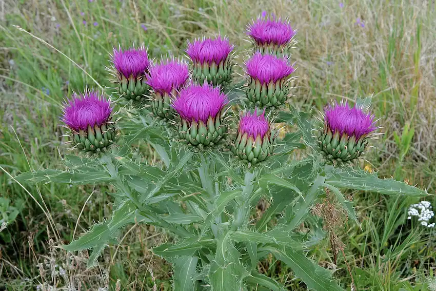 bull thistle plant in a natural outdoor environment